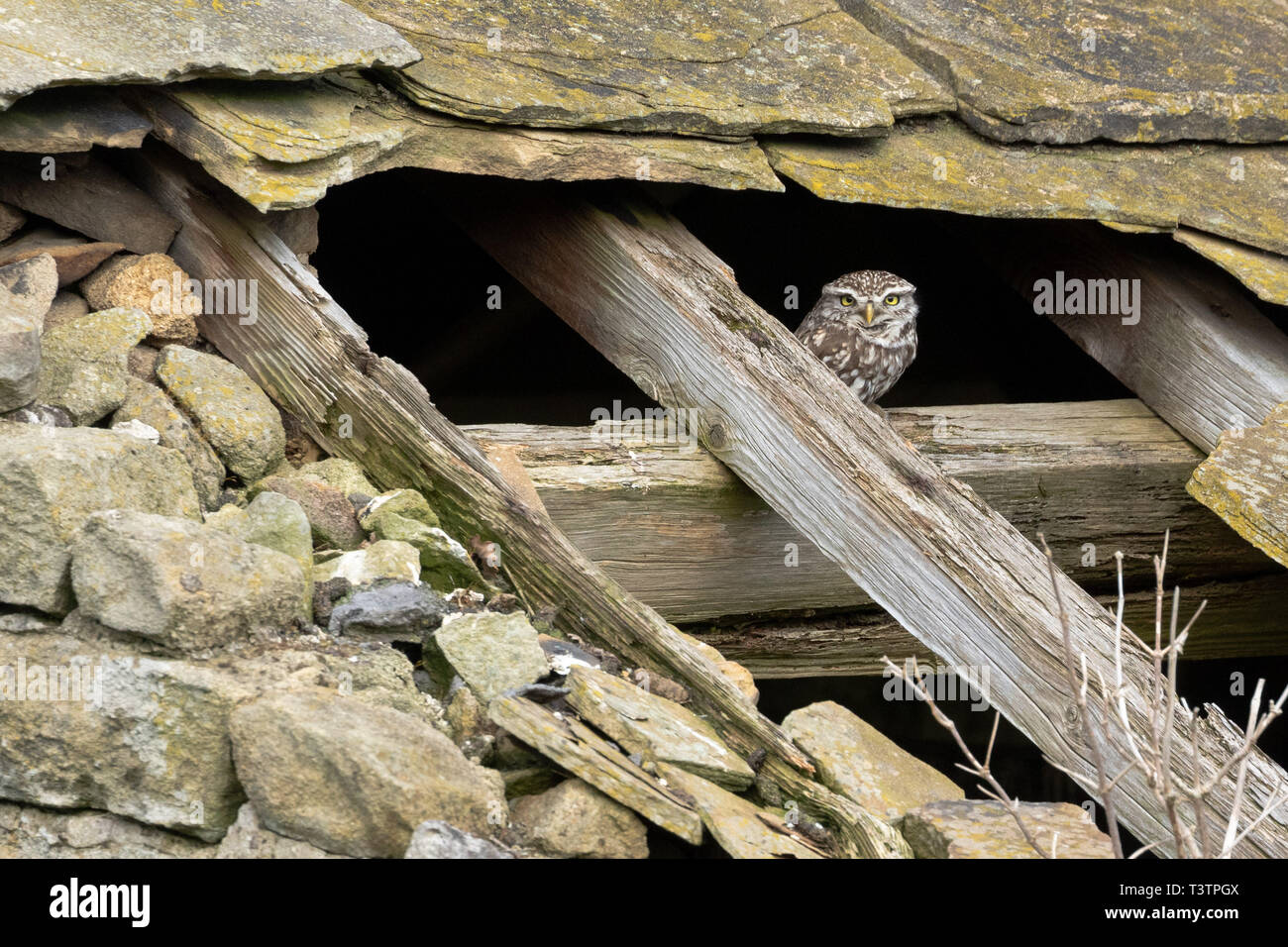 Un petit hibou (Athene noctua) sur un toit d'une grange en ruine du faisceau. Banque D'Images