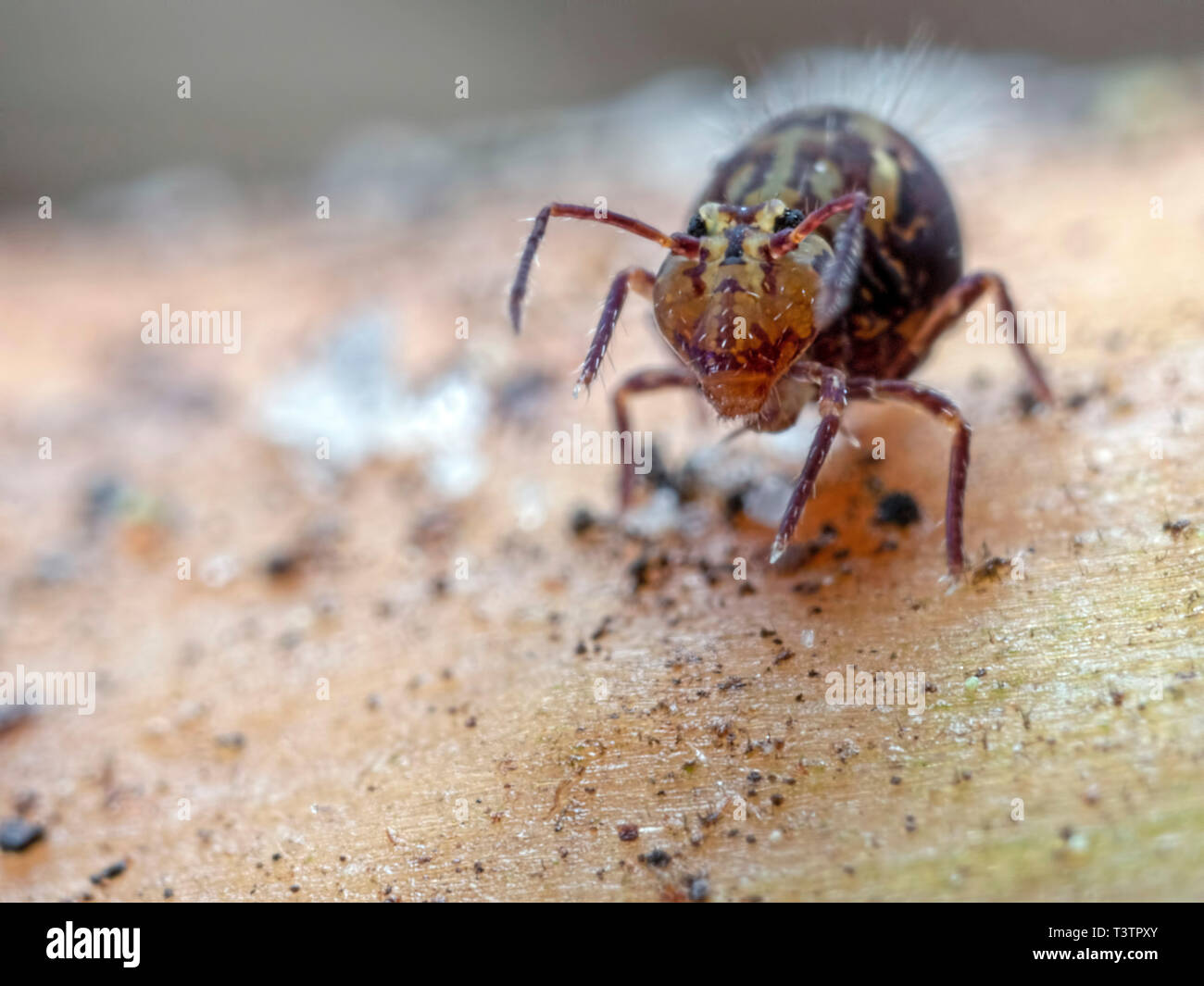Un Dicyrtomina globulaire ornata springtail souriant à la caméra. Dans Ramsdown bois près de Hurn dans le Dorset. Banque D'Images