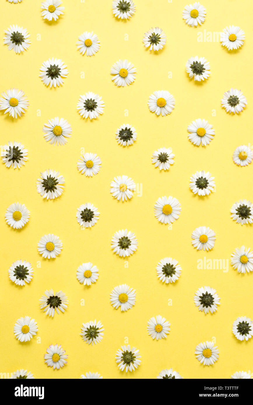 Composition De Fleurs Motif De P tales De Camomille Sur Fond Jaune Composition De Fleurs Motif De P tales De Camomille Sur Fond Jaune