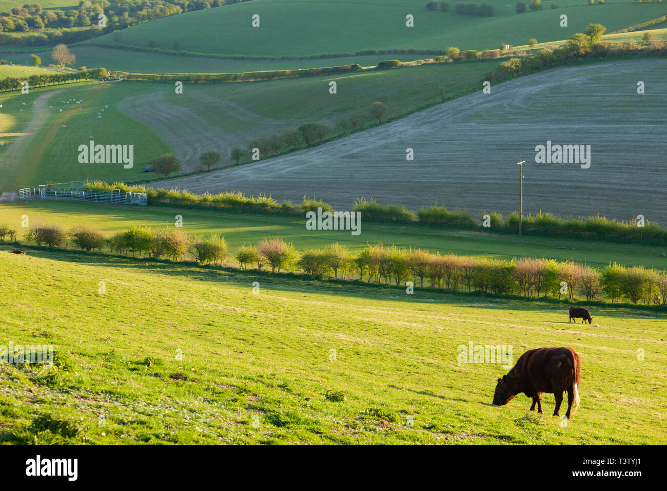 Après-midi de printemps dans le parc national des South Downs, West Sussex, Angleterre. Banque D'Images