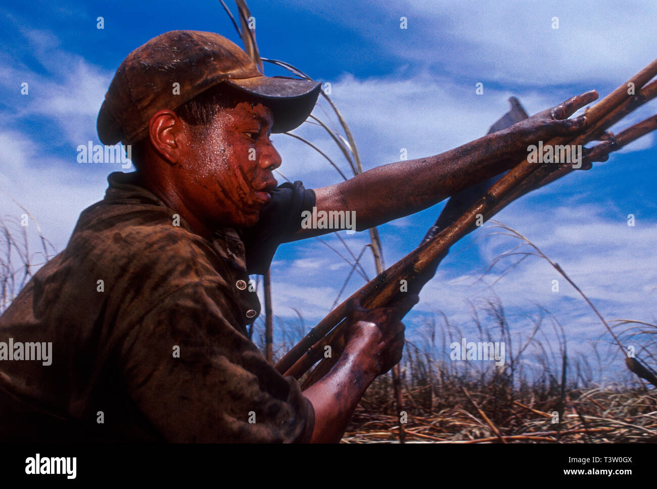 Le travail des enfants, des Guarani 14-ans garçon travaille comme coupeur de canne à sucre brésilienne - la production d'éthanol. Mato Grosso do Sul do l'État. Banque D'Images