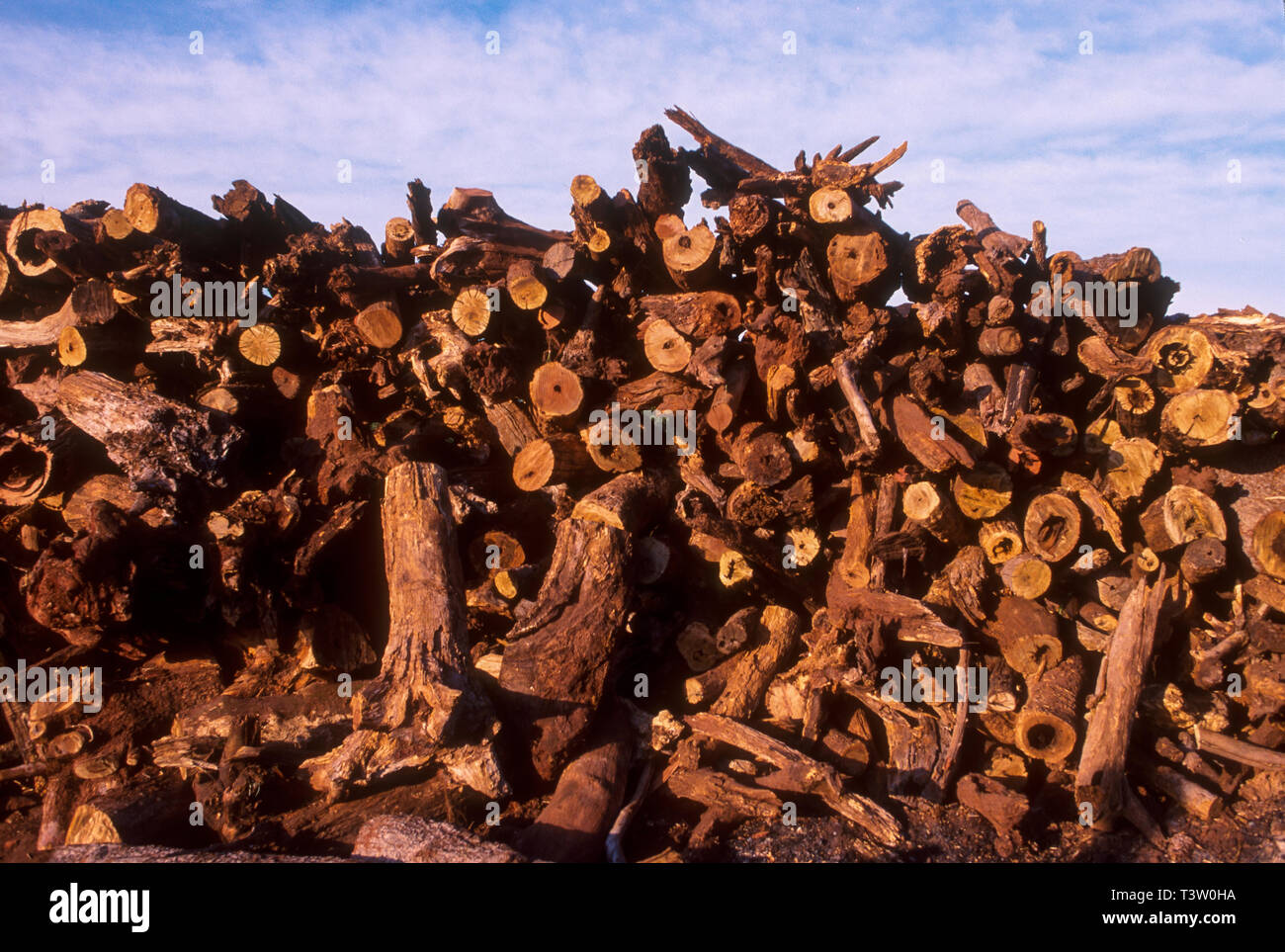 La production de charbon végétal pour être utilisé comme combustible pour produire de la fonte brute - le produit intermédiaire de la fonte de minerai de fer - augmente la déforestation biome Cerrado - l'État du Mato Grosso do Sul, centre-ouest du Brésil. Aciéries modernes et d'une ligne de fer de réduction du fer en fusion le transfert des plantes à l'aide d'une louche pour une utilisation immédiate dans les fours d'acier. Banque D'Images