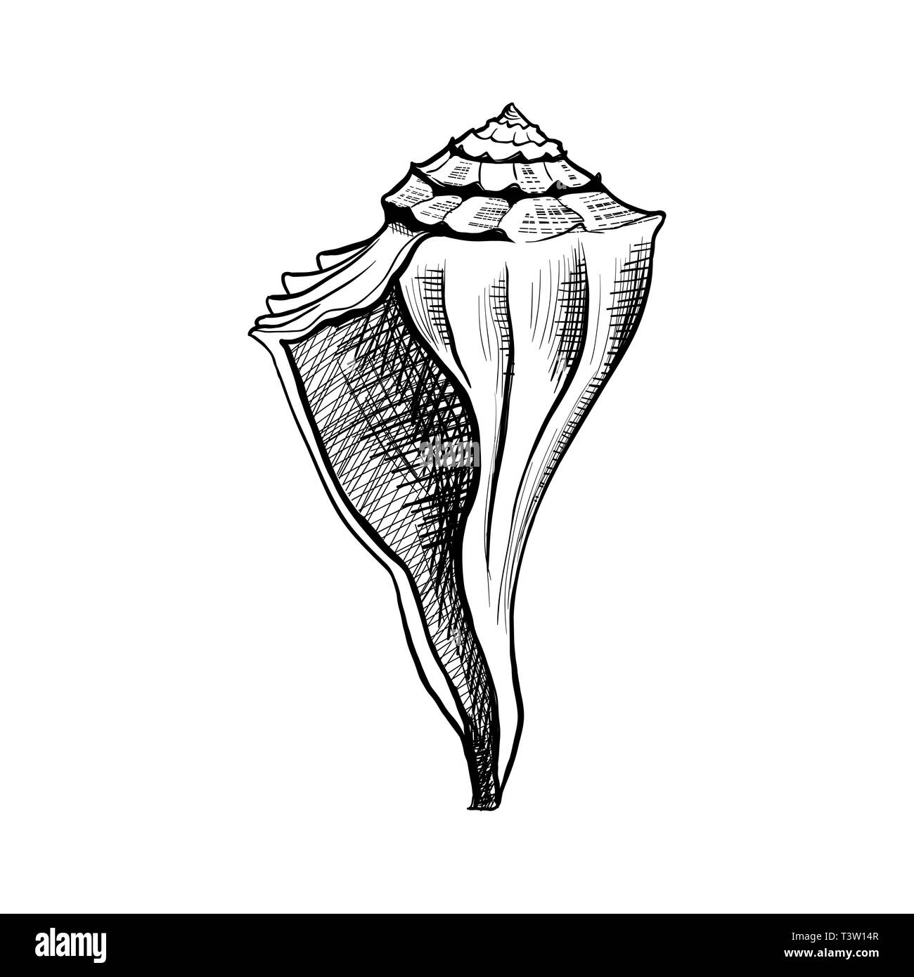 Seashell, mollusque hand drawn vector illustration. Contour à main levée de la gravure de la conque. Tête de chien dessin monochrome triton. Coquille d'escargot marin dessin stylo encre. Conchyliologie, élément de design isolés zoologie Illustration de Vecteur