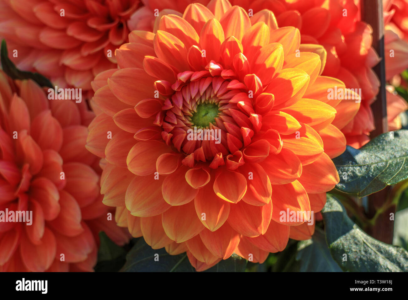 Close up of dahlia fleurs Banque D'Images