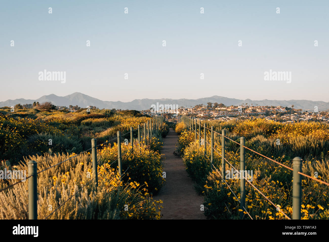 Fleurs jaunes et sentier au Hilltop Park, Dana Point, Orange County, Californie Banque D'Images