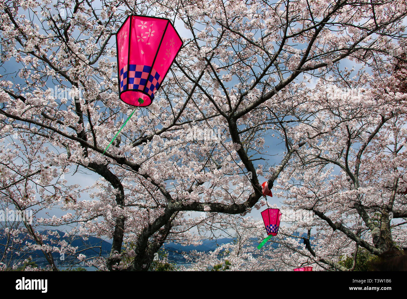 Sakura blossom japonais et lanternes rose Banque D'Images