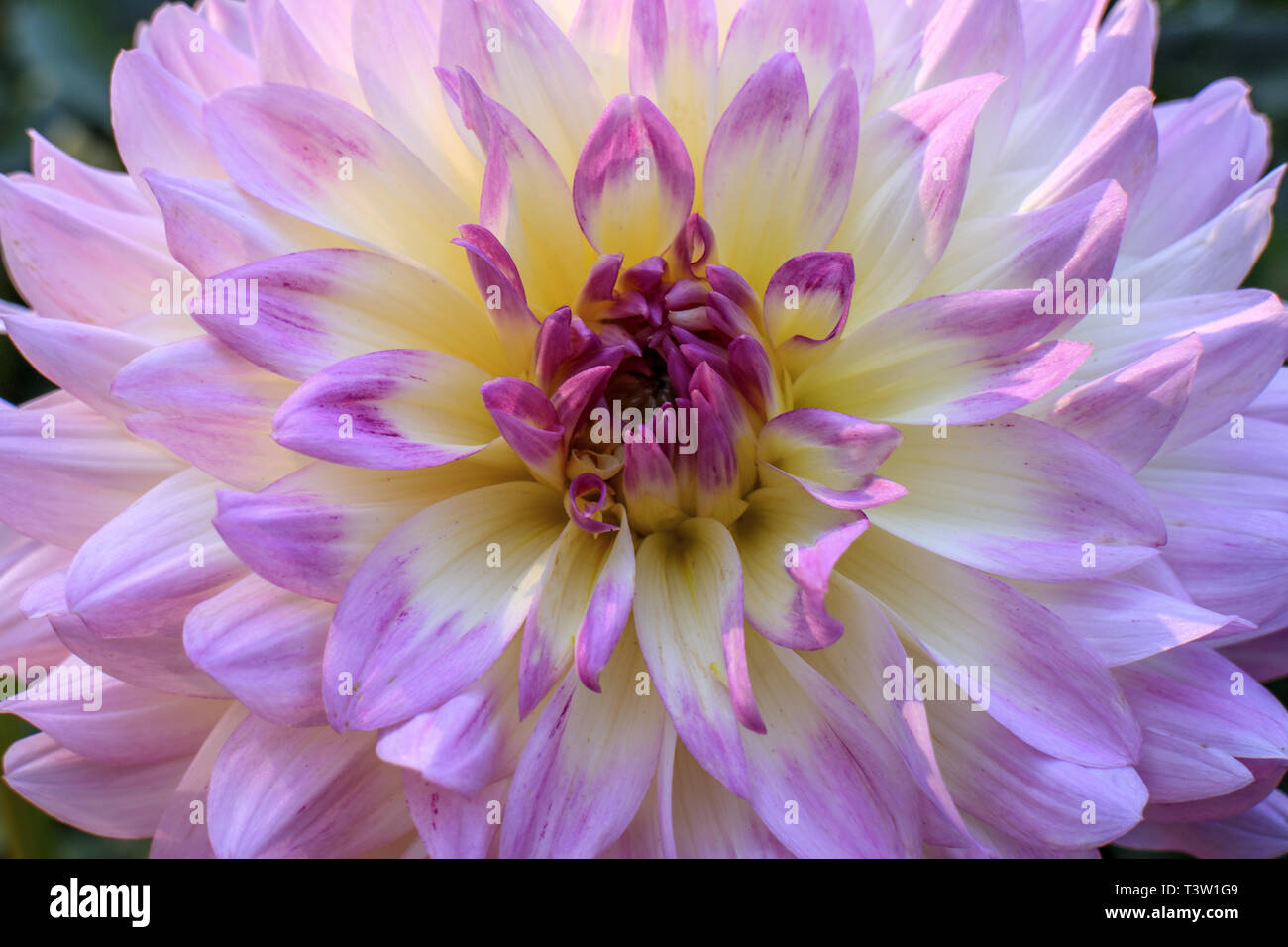 Close up of dahlia fleurs Banque D'Images