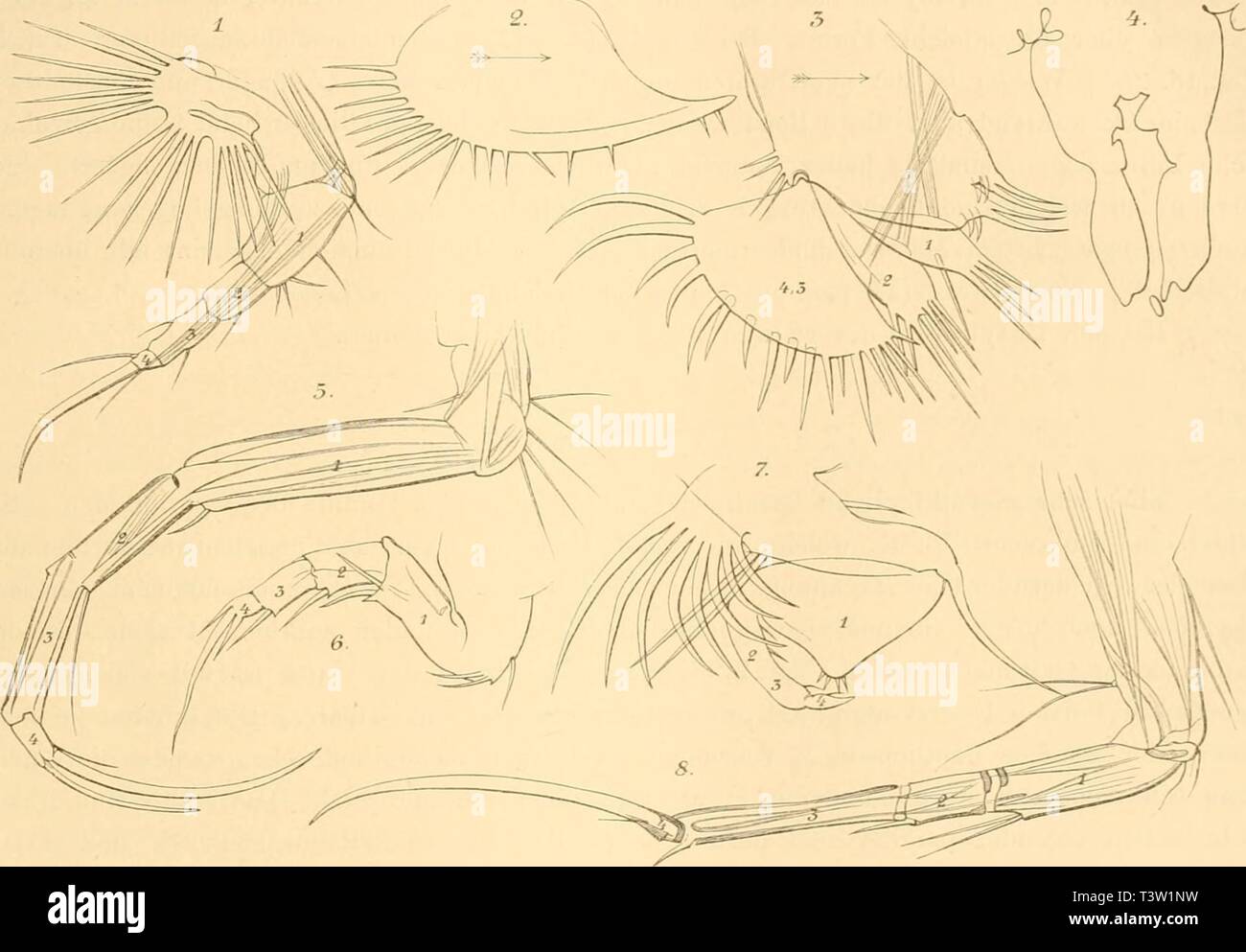 Image d'archive à partir de la page 80 de mourir des golfes von ostracoden. Die ostracoden des golfes von Neapel und der angrenzenden meeres-abschnitte dieostracodendes21ml Année : 1894 Gliedmaasse Sechste. Halocy])ridae. 67 Gliedmaasse Sechste. (2. Bein der Cytheriden. l. Bein der übrigen Ostracoden). F i g u r e n e r k 1 ä r u g 11. 1. Cimchoecia magna fem. 2. Undroleberis dliptica/Ec. :J. Mediterranva Cypridina. 4. Ch/pridiiia stelUfera, transversaler Schnitt durch beide Beine, -'i. Macrocypris succinea. Ö. Dancinula stevetisonii. 7. Cytherellu snrdida Sairdia S. c3- freiiuens. Die 6. Gliedmaasse beth Banque D'Images