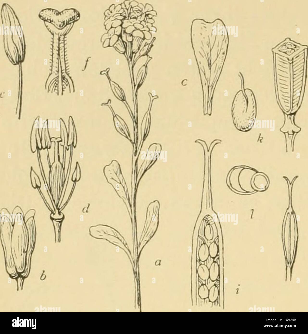 Image d'archive à partir de la page 85 du Pusztenflora Die grossen der ungarischen. Die Pusztenflora Tiefebene diepusztenflorad der grossen ungarischen00woen Année : 1899 arten sind durch die schönen reinen Farben ihrer Blütenkron- blätter ausgezeichnet, die des gemeinen Natterkopfes sind ,'(/' !] ,.i&gt ; anfangs rosarot und werden Fig. 19. (Fadengriffel Schmalblättriger Syrenia angustifolia Rchb.). a. oberer blühender Teil des Stengels, b. Kelch, vergr., ch. Blumenblatt, vergr., d. Staubgefässe und Stempel, vergr., e. Staubgefässe, vergr., f. Lelim Michel, Narbe, vergr., g. Dans Schote natürl. Gr., h. gweerhofstrasse Banque D'Images