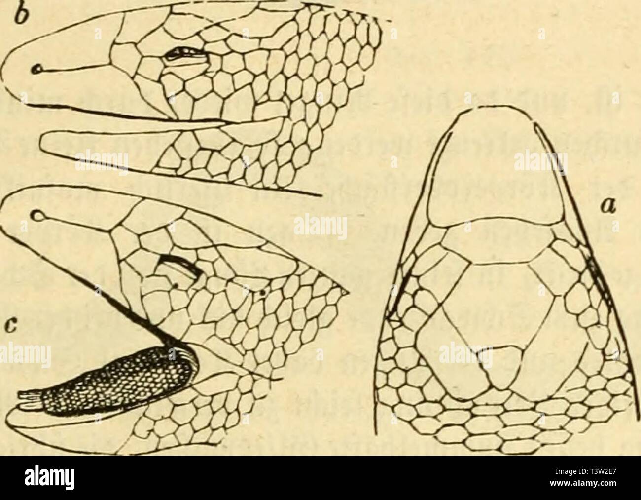 Image d'archive à partir de la page 88 du [Die Naturgeschichte des Thierreichs] ([1860]). [Mourir] dienaturgeschich Thierreichs Naturgeschichte des00gieb Année : [1860 ?] Ödjuppcncdifcn Äiivjjüuglcr -. 85 8. Arüenfd 8)Ici(J;c. Acontias. ®anj i&gt;3 unfcrcr abitiiö .cm ?UnfrMcid}c, fiit im Uht(id;5cn Ifrifa eine ®d ; tcren fegelformiije(ciclic, dnauje « sur nur einem großen ®d;itt)c n ?ic i ?on Futterale hffeitet in iii, dans wcld;em fid) aud JafenIcd 9tie;er offnen. Sluficrtem luoienlit feMt ihr tcii obere', nur tag untere fii'crfianten j'pfeilförmige Sunge breit bie, l'IFL en fpiig ilumpf =, feine 65aumenjane, aber jump Banque D'Images