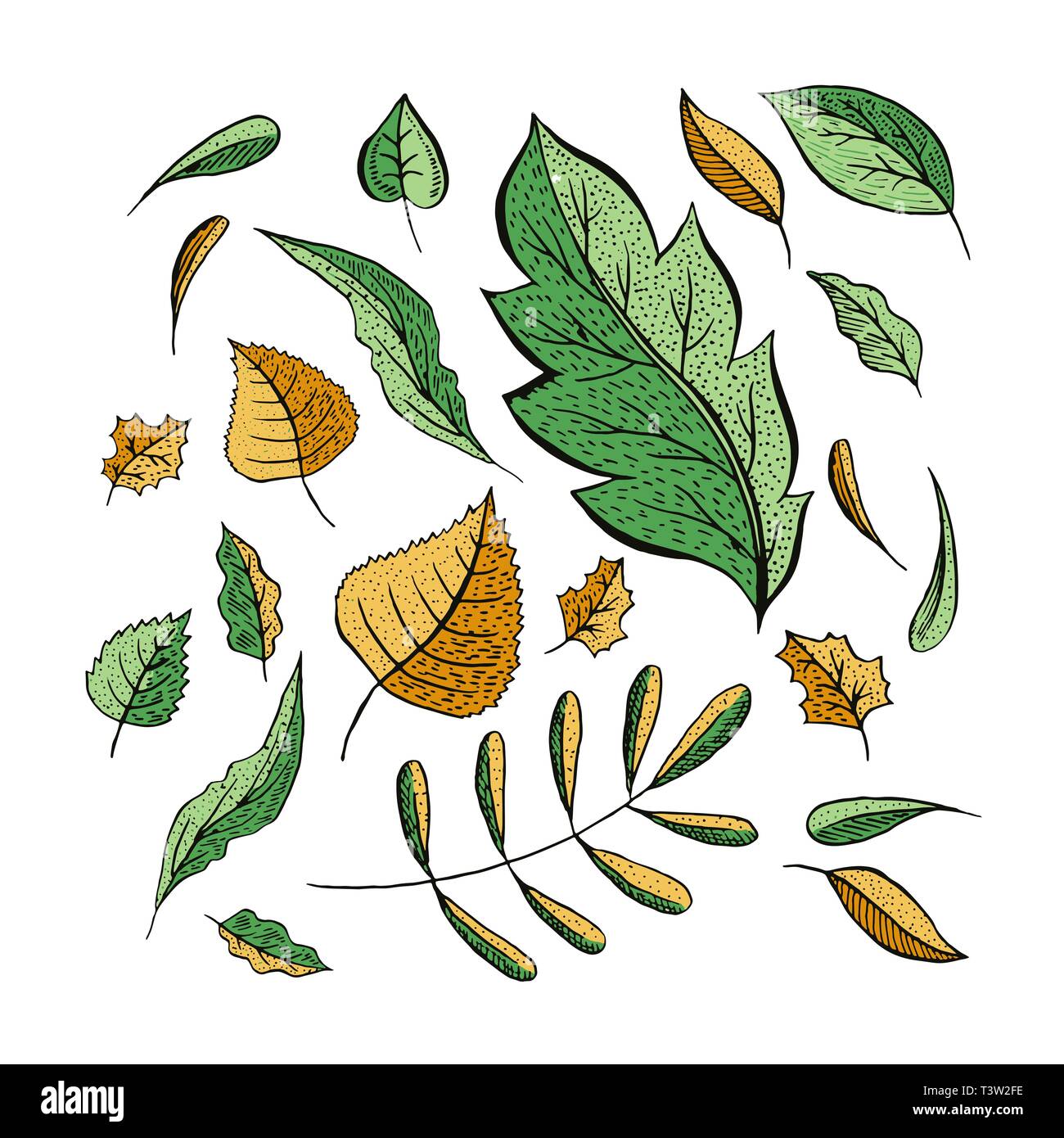 Les feuilles d'automne illustrations dessiné à la main. Battant isolé cliparts. Frais vert, jaune d'automne leaf collection. Le chêne, le bouleau, le noyer feuillage dessins. Carte de souhaits natural design elements Illustration de Vecteur