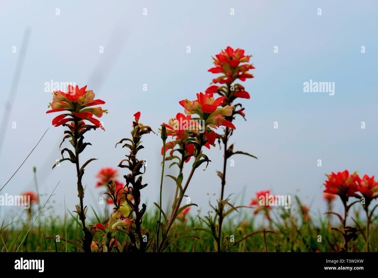 Texas indian paintbrush, castilleja indivisa ; membre de la famille des Scrophulariaceae, muflier ; Printemps fleurs sauvages dans la campagne du Texas. Banque D'Images