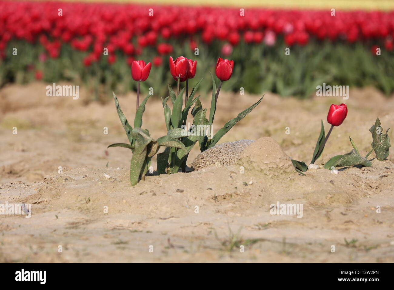 Sur un champ de tulipes à sec Banque D'Images