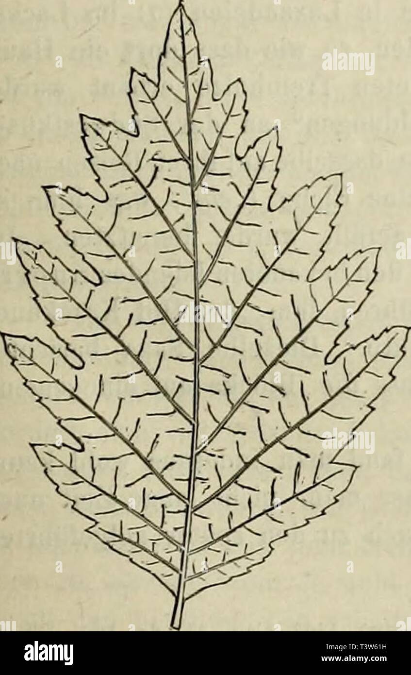 Image d'archive à partir de la page 242 de Die Pflanzenwelt ein Norwegens. Die Pflanzenwelt Norwegens : ein Beitrag zur Natur- und Culturgeschichte Nord-Europas diepflanzenweltn.73schu Année : 1873-75 197 FiK bei der Schwarz-Erle geköpften stark Exemplaren findet, ist früher bei der Birke, besprochen und ich finde es desshalb genügend auf Pag. 183-84 hinzuweisen. Von den dans cultivirten Parkanlagen Varietäten befinden sich bei Christiania Alnus glutinosa laciniata, Ehrh., A. gl. oxyacanthifolia Loiul. und, A. gl. foliis variegatis. Alnus incana, C.-B.). (Norv. : ou, plus Graa-Or Graa-Older Hvid-Or,,, Hvid-Ol Banque D'Images