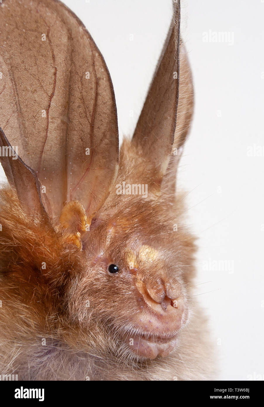 Face à fente poilue bat (Nycteris hispida), Kenya. Banque D'Images