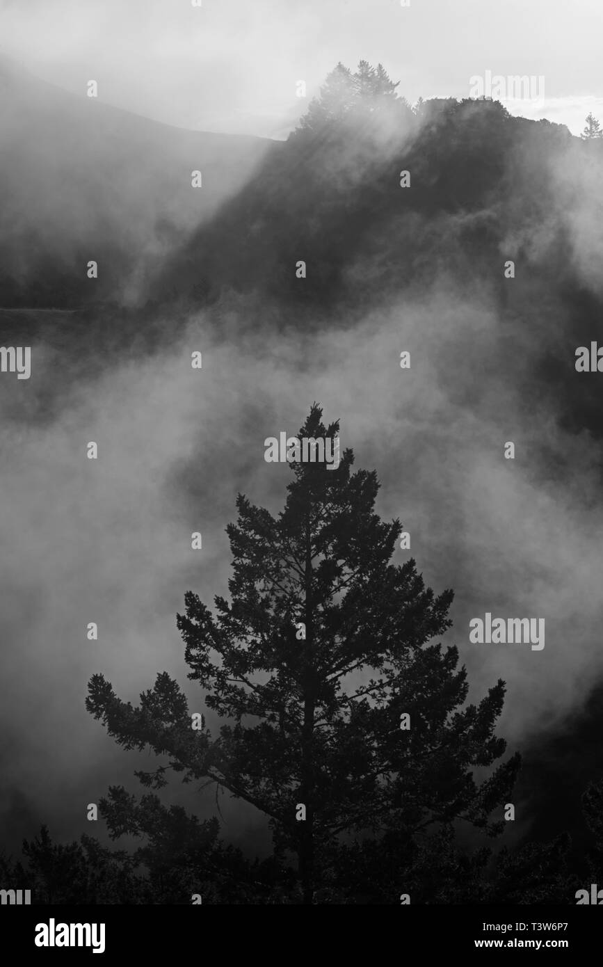 Brouillard matin lumineux silhouettes un grand sapin de Douglas dans l'avant-plan, et bien plus sur une crête à l'arrière-plan. Vue depuis le Mont Tamalpais vers Oak Banque D'Images