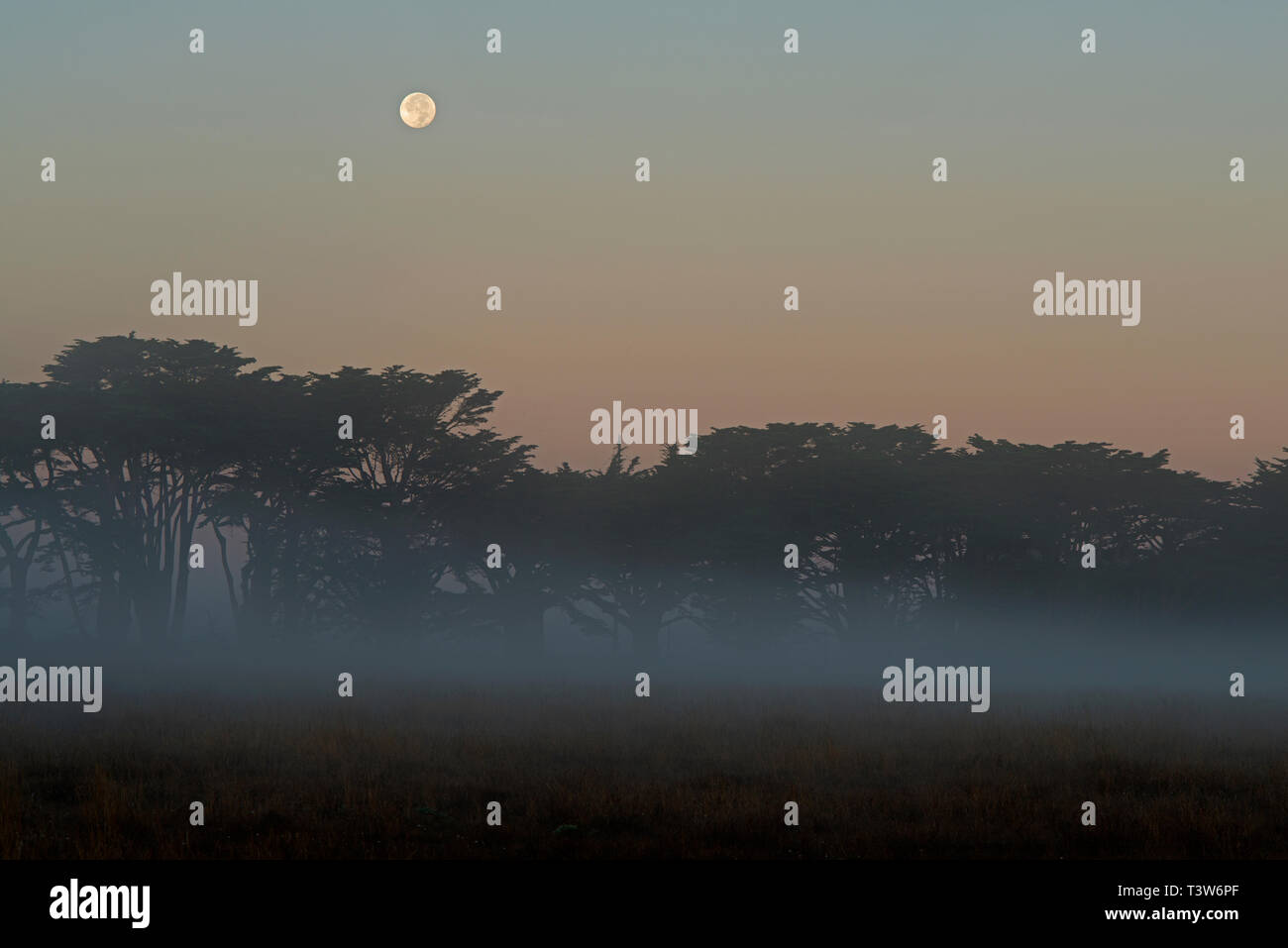 La récolte commence à définir comme l'aube sur un Point Reyes brumeux matin, avec l'emblématique cyprès arbres au Pt. Reyes recevant Statio Banque D'Images