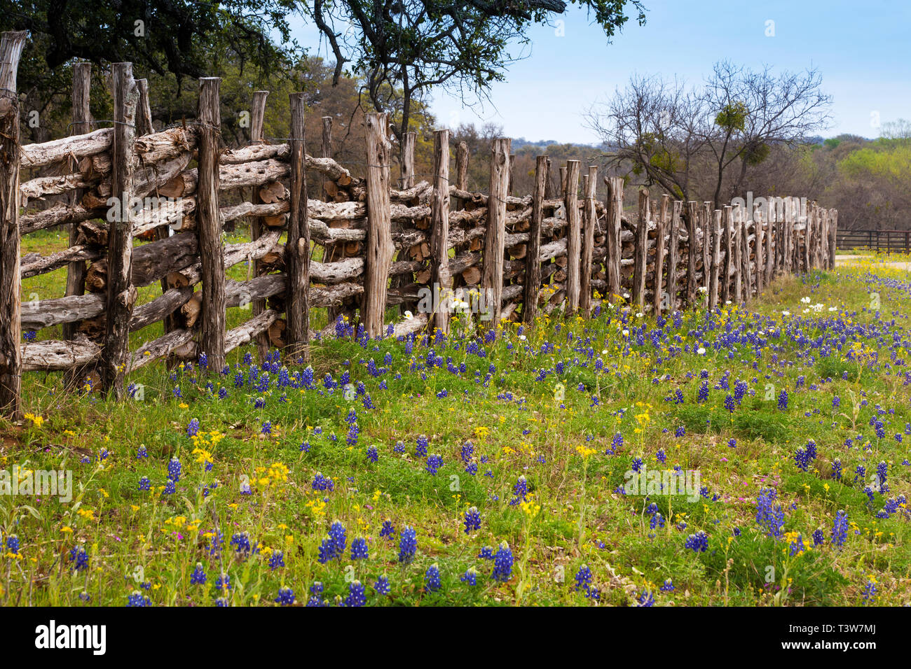 Des fleurs en montagne sur Willow City Loop Road, Texas Banque D'Images