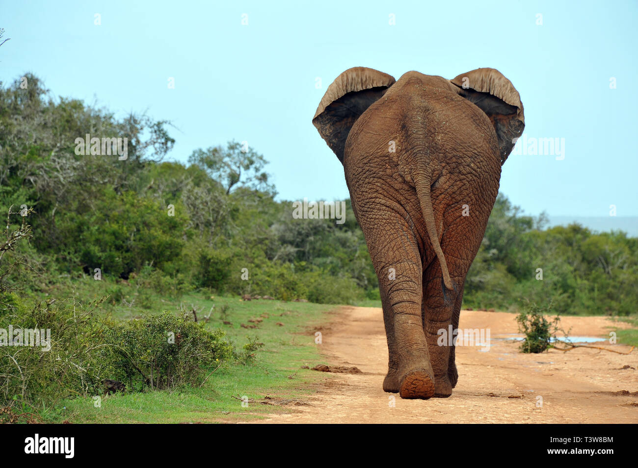 Face à votre peur - les éléphants d'Afrique Banque D'Images