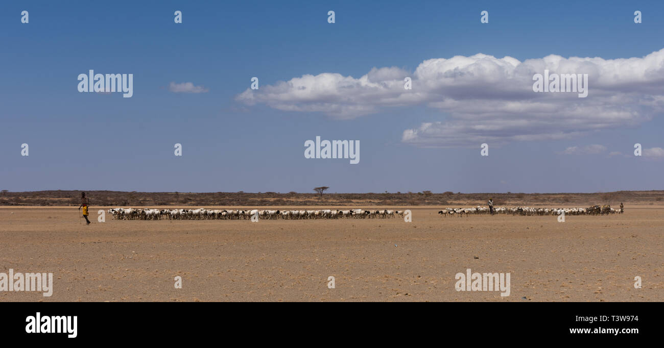En-tête de mouton à un trou d'eau sur la route entre Nord et Marsabit Horr Banque D'Images