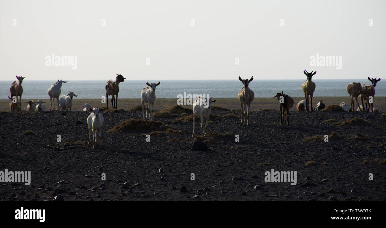 Les chèvres sur les rives du lac Turkana, au nord du Kenya, Loyangalani Banque D'Images