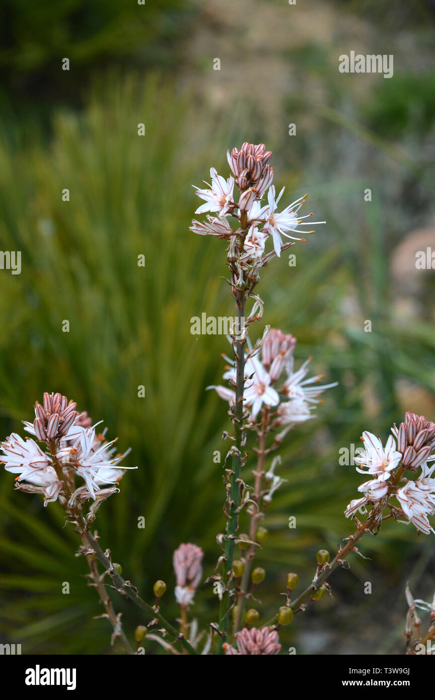 Close-up d'asphodèle ramifié Asphodelus ramosus, fleur, nature Banque D'Images