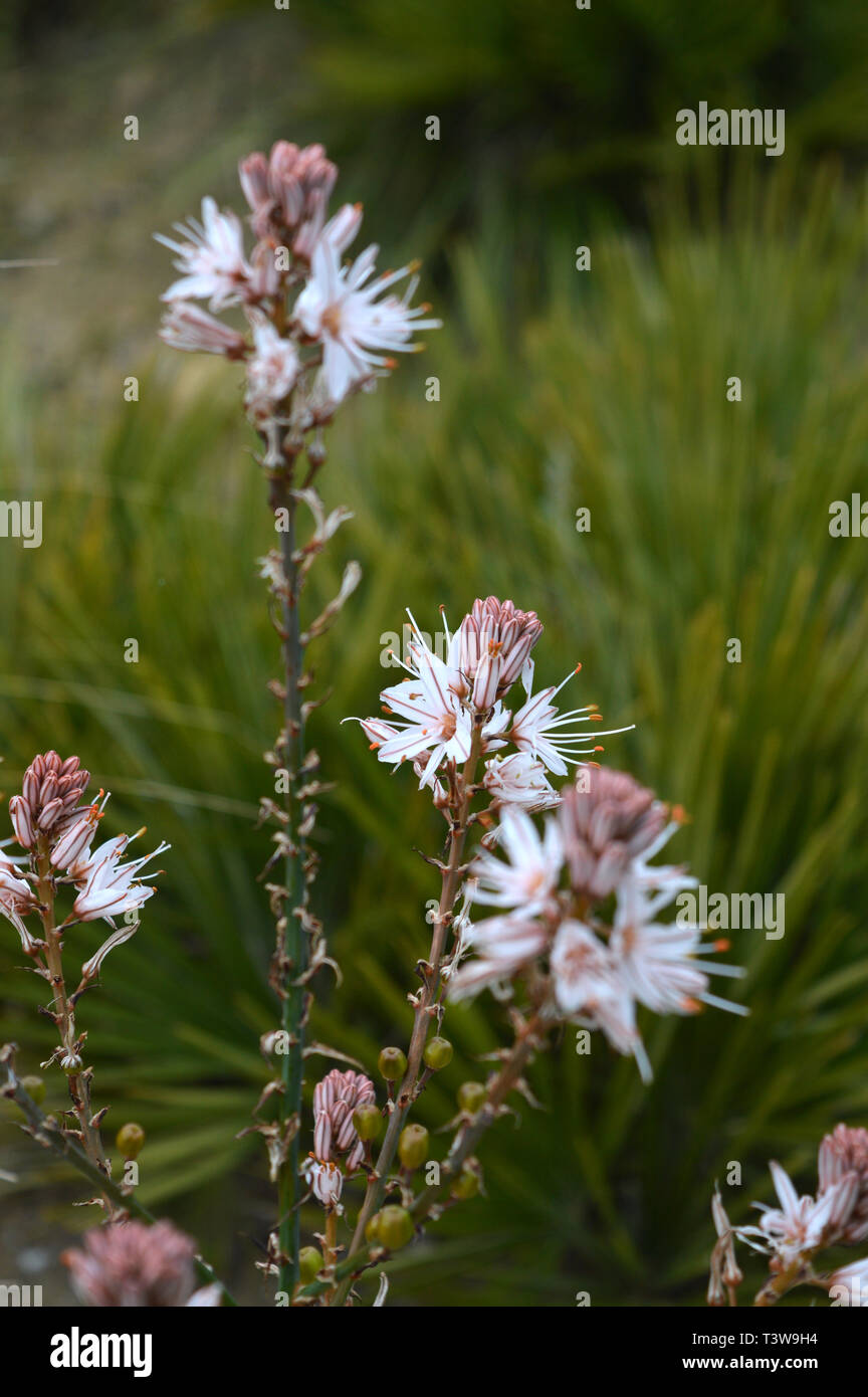 Close-up d'asphodèle ramifié Asphodelus ramosus, fleur, nature Banque D'Images