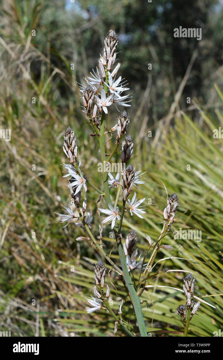 Close-up d'asphodèle ramifié Asphodelus ramosus, fleur, nature Banque D'Images