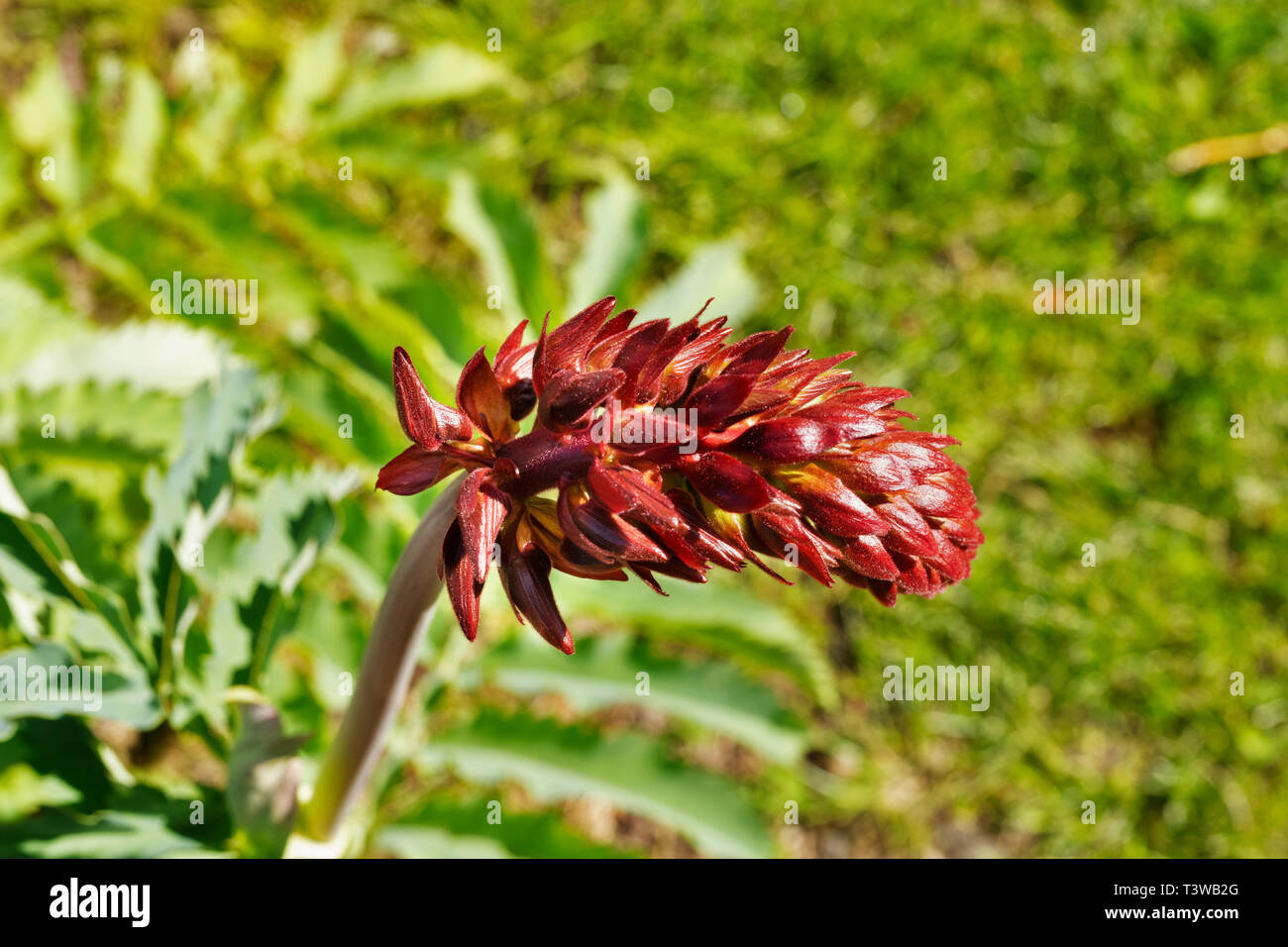 Pointe de rouge Melianthus major -miel géant -fleur plante ,c'est un petit tubolar en racèmes étroits Banque D'Images Pointe de rouge Melianthus major -miel géant -fleur plante ,c'est un petit tubolar en racèmes étroits Banque D'Images