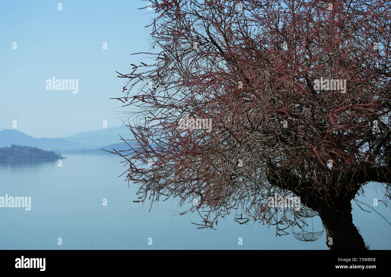 portrait d'un magnifique arbre en fleurs sur fond de vue sur le lac Banque D'Images