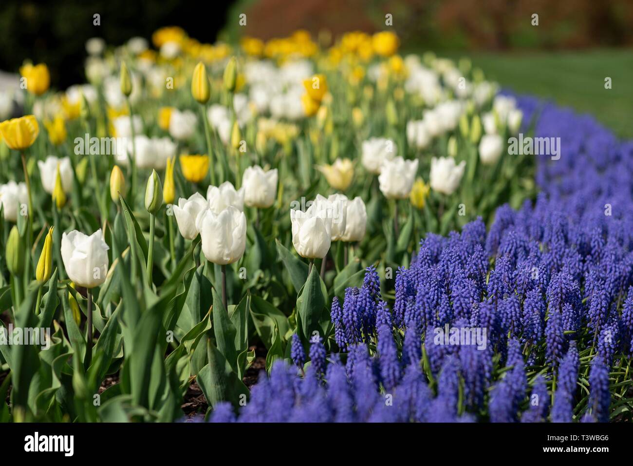 Tulipes et pensées qui fleurit au printemps entourant la fontaine sur la pelouse Sud de la Maison Blanche le 8 avril 2019 à Washington, DC. Banque D'Images