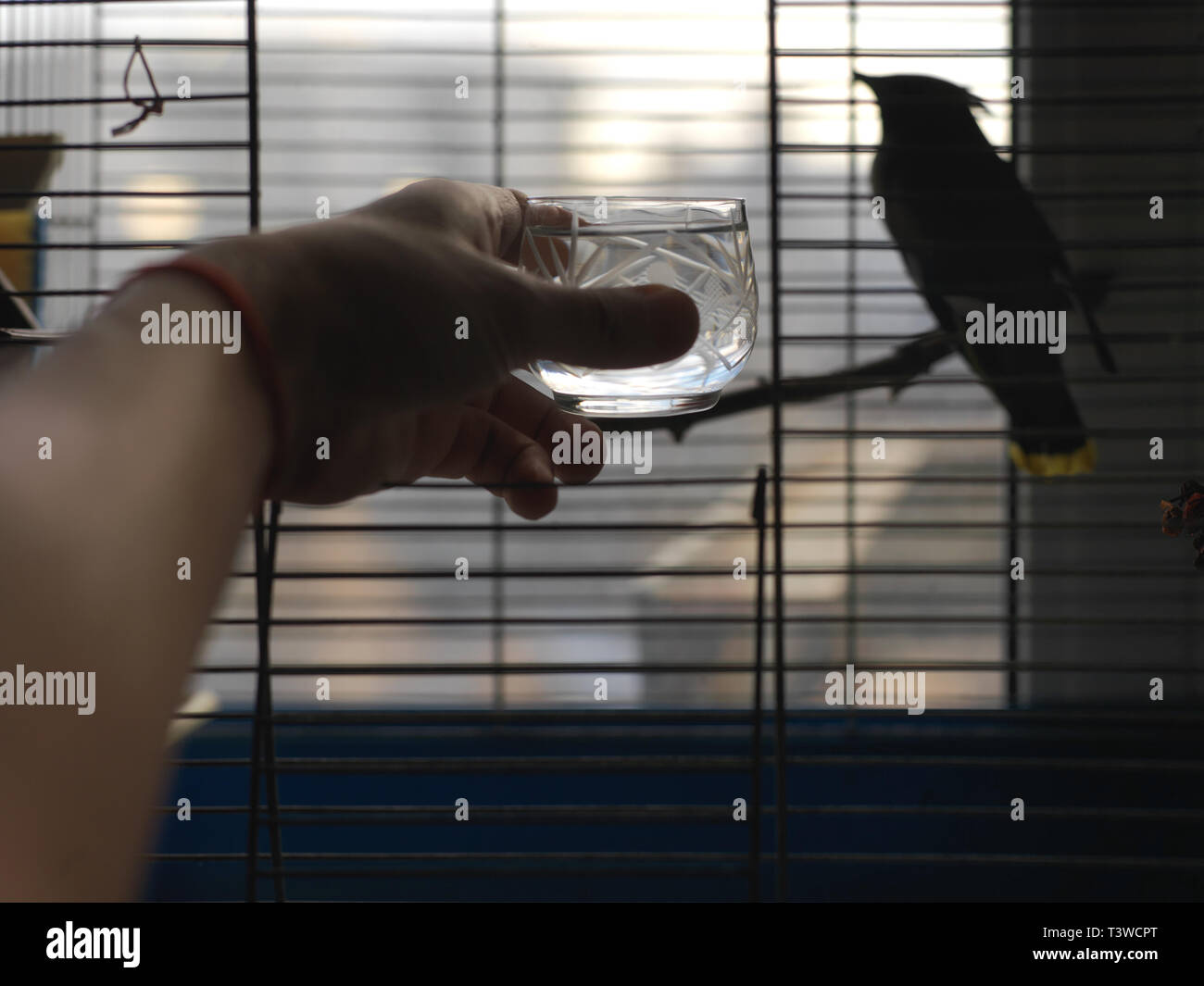 Silhouette d'un oiseau posé dans une cage et une main humaine, donner de  l'eau concept de soins animaux Photo Stock - Alamy