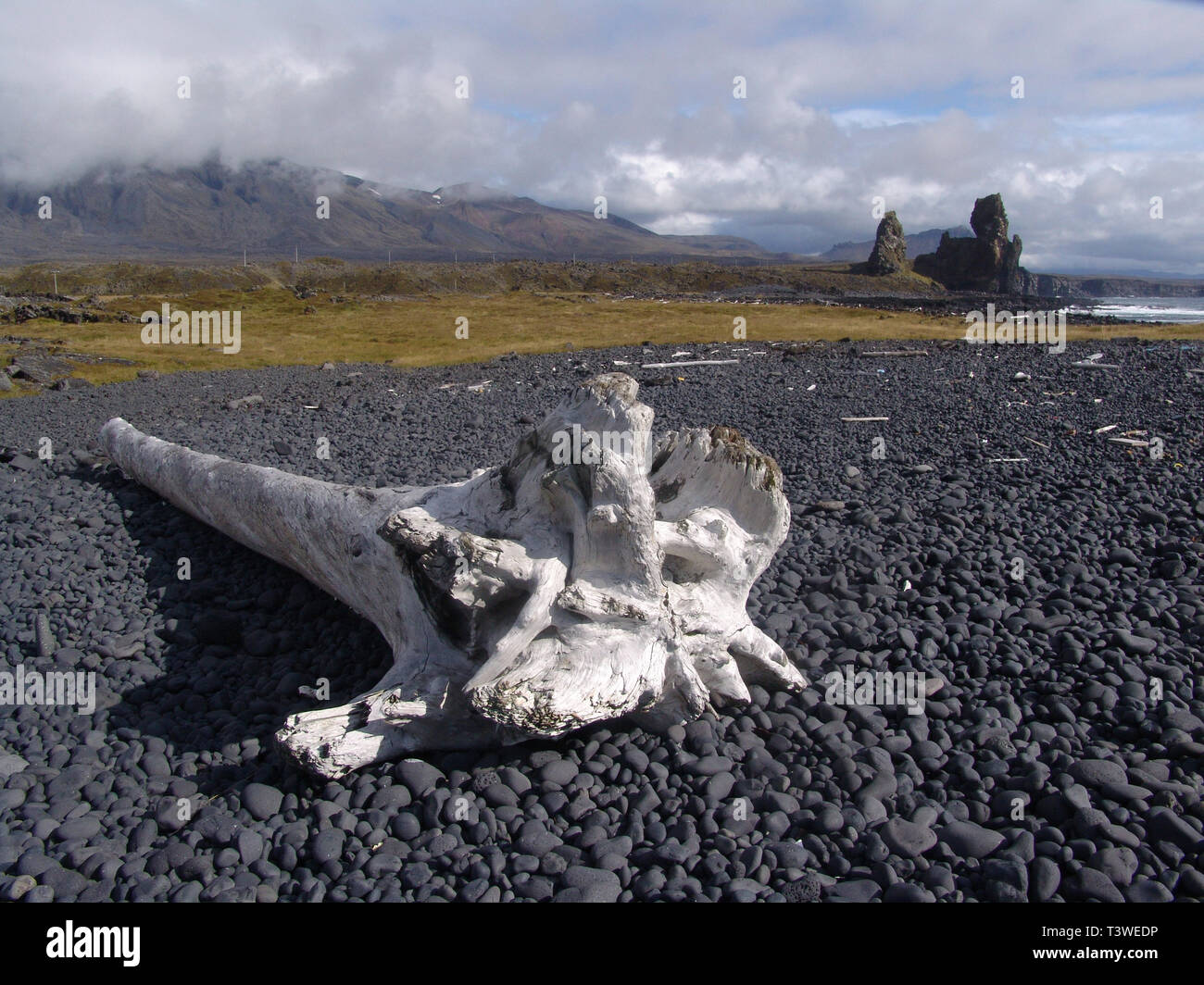 Arbre délavé sur la plage / Islande Banque D'Images