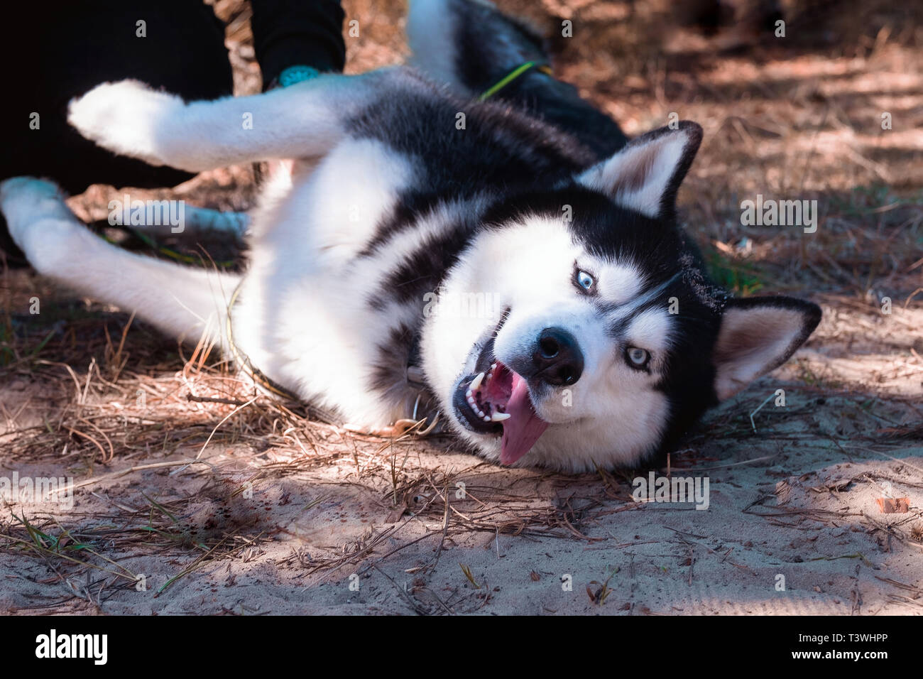 Chien Husky rit et montre sa langue, heureux Malamut s'allonge sur le dos dans la forêt sur le terrain et recherche, le bouffon. Banque D'Images Chien Husky rit et montre sa langue, heureux Malamut s'allonge sur le dos dans la forêt sur le terrain et recherche, le bouffon. Banque D'Images
