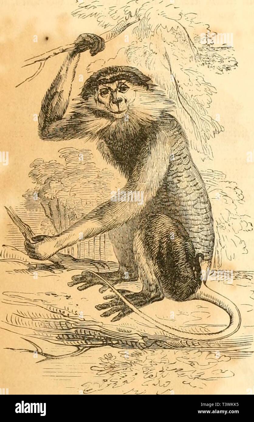 Image d'archive à partir de la page 72 de mourir Naturgeschichte des Thierreichs (1859). Des Thierreichs dienaturgeschich Die Naturgeschichte01gieb Année : 1859 äffen aUcn Hielt itt. Tiu 59&Lt ; äBctf Otcrfdicnfcln), au tm unt) Sii'Scfirearj amllntorfcIifiifotfvffticiiitunctcvrptM acni tag, uiiCi luicftcn vaiin d'jiclbcu cfäfffcltauclcn lucifi ticvaiitct fiiib. Garücn fclnicitcn T)i&c fcbarf anciiuinrcv fatiirdi à unt treten euh vcllcv {(fo bcn'ov unt vedufcrtiAcn Siamcu Allcitcvaffe t-cu. Äörpcr cvrcidit 2)cr ju'vu fiängc 5ec, tcv ®d cttintg ivcuigcr wanj;. g'9-47. Sleibevnjfe Ser. Md3 Slcitcvalfc cr ift f Banque D'Images