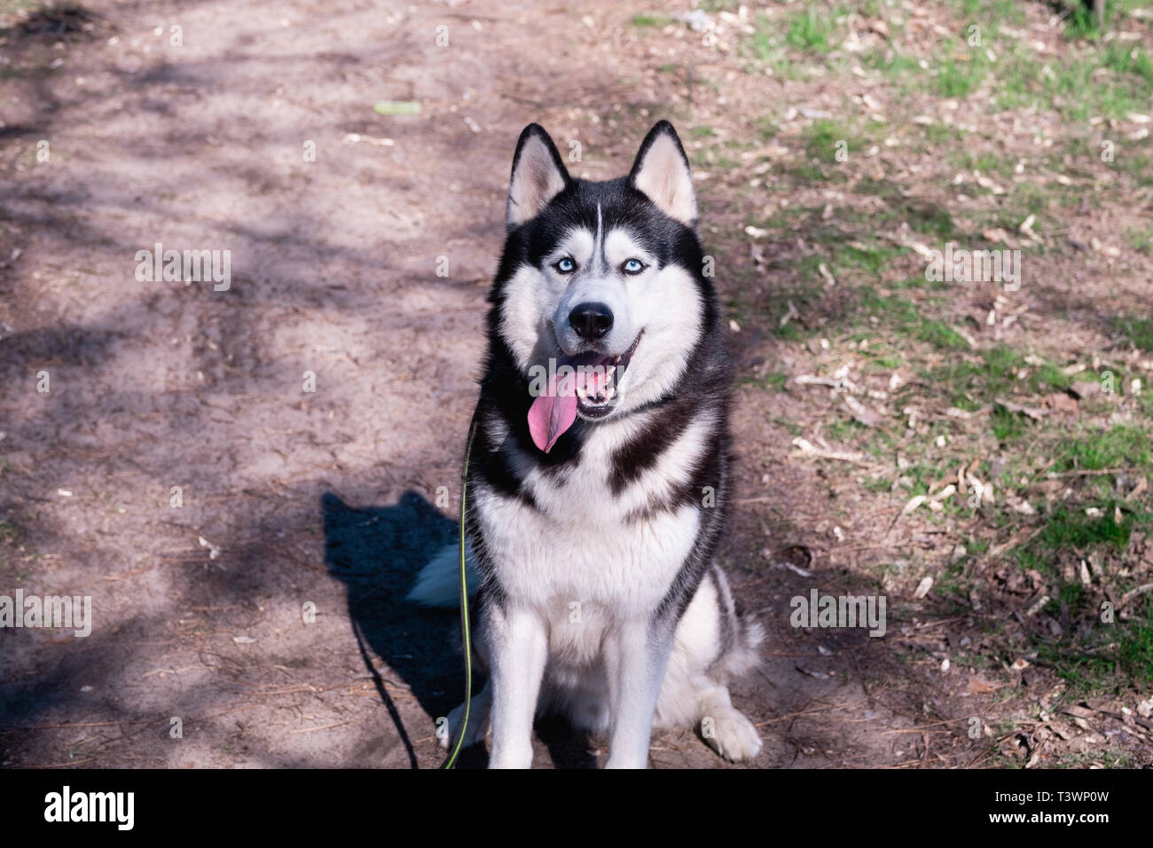 Un drôle de chien husky rit et montre sa langue, un beau chien, un ami satisfait Malamute est assis sur le sol, la forêt en arrière-plan Banque D'Images