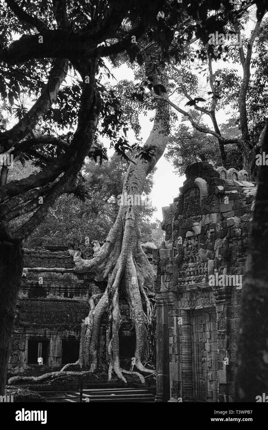 Racines de Tetrameles nudiflora, connu sous le nom de 'Tomb Raider', envahir un mur de la cour intérieure, Ta Prohm, Angkor, Siem Reap, Cambodge. B/w Banque D'Images