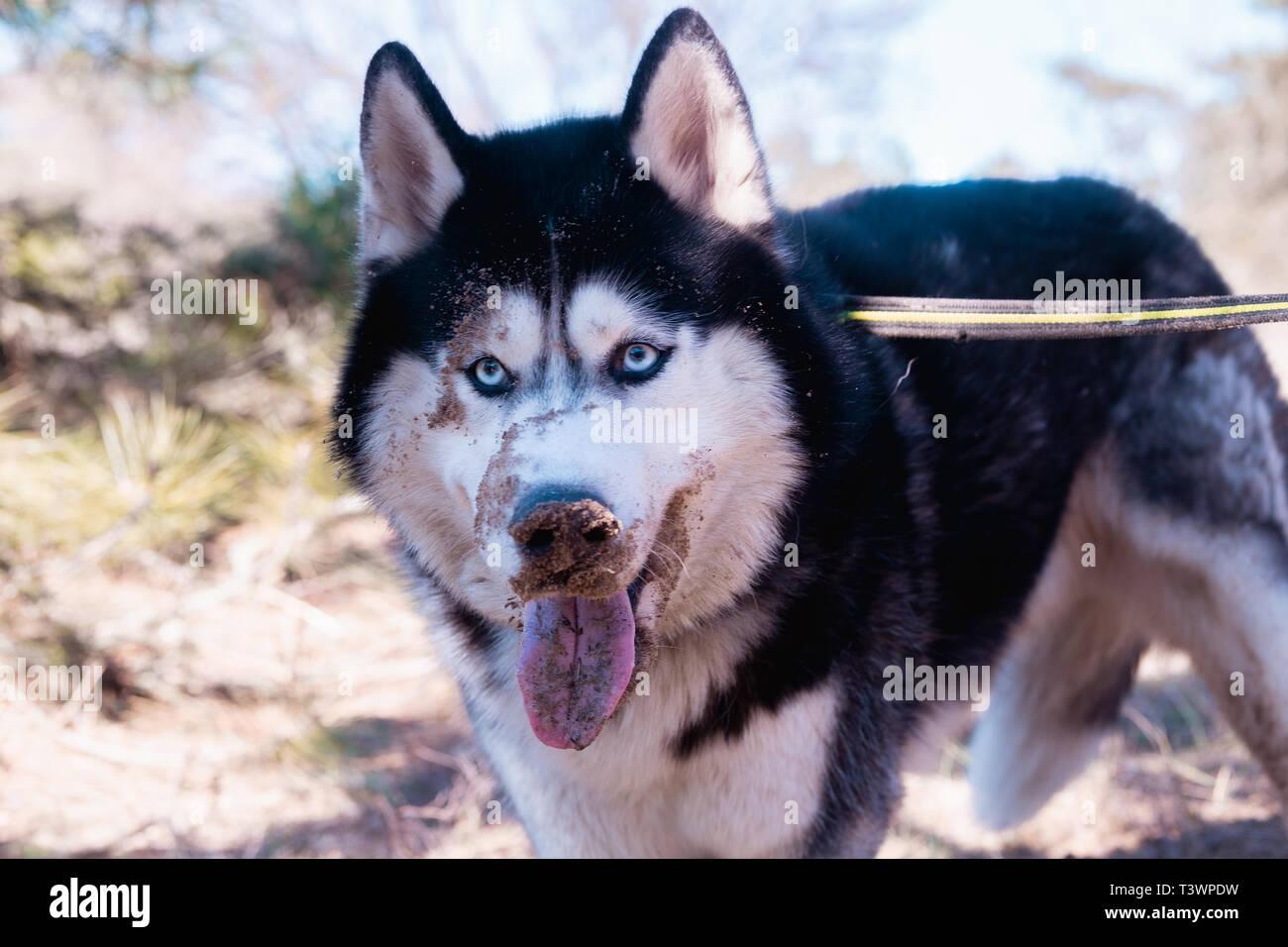 Chien Husky drôle rire et montre la langue, Sly, chien malamute satisfait debout dans la forêt. Banque D'Images Chien Husky drôle rire et montre la langue, Sly, chien malamute satisfait debout dans la forêt. Banque D'Images