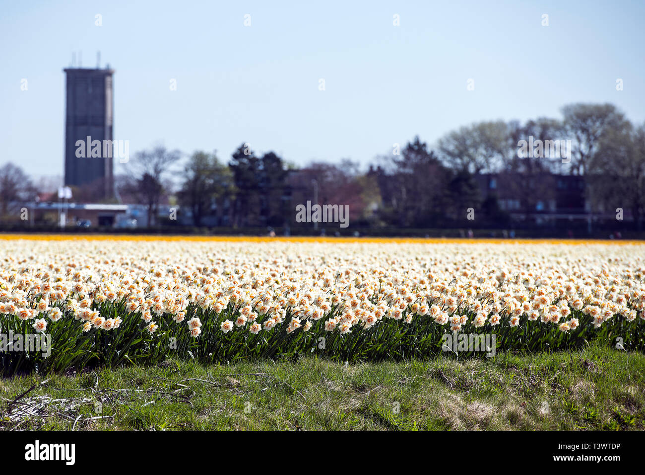 Lisse, Pays-Bas. 10 avr, 2019.à Lisse, aux Pays-Bas, vous pouvez trouver le Keukenhof, l'un des plus grands jardins de fleurs, créé en 1949 et couvrant une superficie de 32 hectares, avec plus de 7 millions de bulbes plantés à l'automne dernier. Il est ouvert de mi-mars à mi-mai selon le temps. Il est réputé pour le coloré tulipes, narcisses, jacinthes et autres fleurs. Keukenhof vaut bien une visite, surtout pour le corso fleuri, le 13 avril 2019. Autour de 1 millions de visiteurs de partout dans le monde visiter Keukenhof chaque année. Credit : Gonçalo Silva/Alamy Live News Banque D'Images