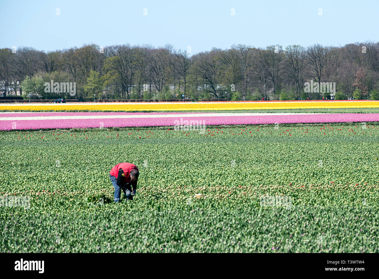 Lisse, Pays-Bas. 10 avr, 2019.à Lisse, aux Pays-Bas, vous pouvez trouver le Keukenhof, l'un des plus grands jardins de fleurs, créé en 1949 et couvrant une superficie de 32 hectares, avec plus de 7 millions de bulbes plantés à l'automne dernier. Il est ouvert de mi-mars à mi-mai selon le temps. Il est réputé pour le coloré tulipes, narcisses, jacinthes et autres fleurs. Keukenhof vaut bien une visite, surtout pour le corso fleuri, le 13 avril 2019. Autour de 1 millions de visiteurs de partout dans le monde visiter Keukenhof chaque année. Credit : Gonçalo Silva/Alamy Live News Banque D'Images