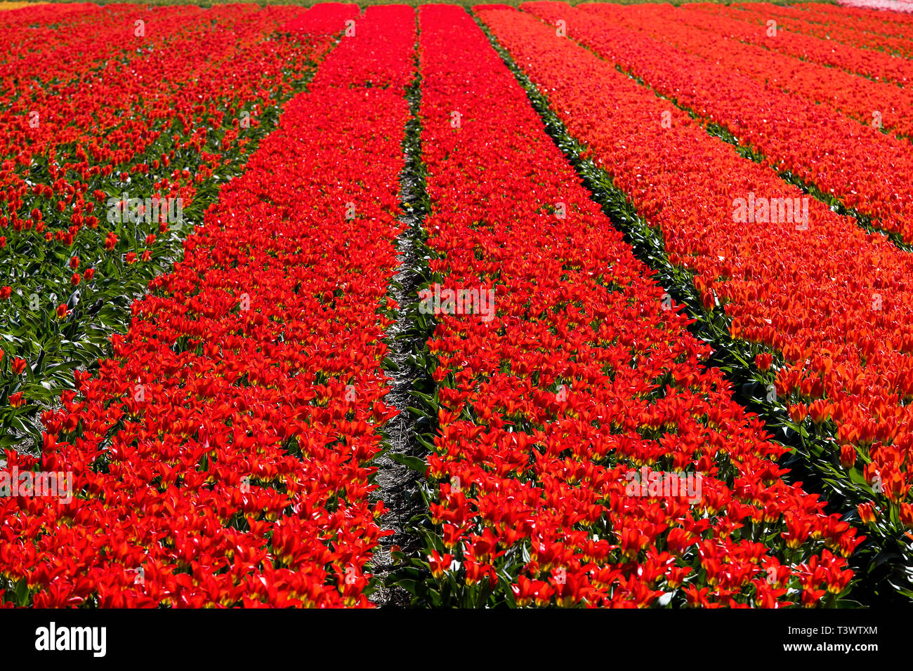 Lisse, Pays-Bas. 10 avr, 2019.à Lisse, aux Pays-Bas, vous pouvez trouver le Keukenhof, l'un des plus grands jardins de fleurs, créé en 1949 et couvrant une superficie de 32 hectares, avec plus de 7 millions de bulbes plantés à l'automne dernier. Il est ouvert de mi-mars à mi-mai selon le temps. Il est réputé pour le coloré tulipes, narcisses, jacinthes et autres fleurs. Keukenhof vaut bien une visite, surtout pour le corso fleuri, le 13 avril 2019. Autour de 1 millions de visiteurs de partout dans le monde visiter Keukenhof chaque année. Credit : Gonçalo Silva/Alamy Live News Banque D'Images