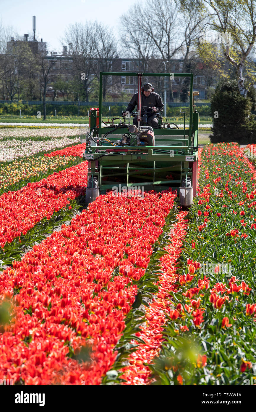 Lisse, Pays-Bas. 10 avr, 2019.à Lisse, aux Pays-Bas, vous pouvez trouver le Keukenhof, l'un des plus grands jardins de fleurs, créé en 1949 et couvrant une superficie de 32 hectares, avec plus de 7 millions de bulbes plantés à l'automne dernier. Il est ouvert de mi-mars à mi-mai selon le temps. Il est réputé pour le coloré tulipes, narcisses, jacinthes et autres fleurs. Keukenhof vaut bien une visite, surtout pour le corso fleuri, le 13 avril 2019. Autour de 1 millions de visiteurs de partout dans le monde visiter Keukenhof chaque année. Credit : Gonçalo Silva/Alamy Live News Banque D'Images