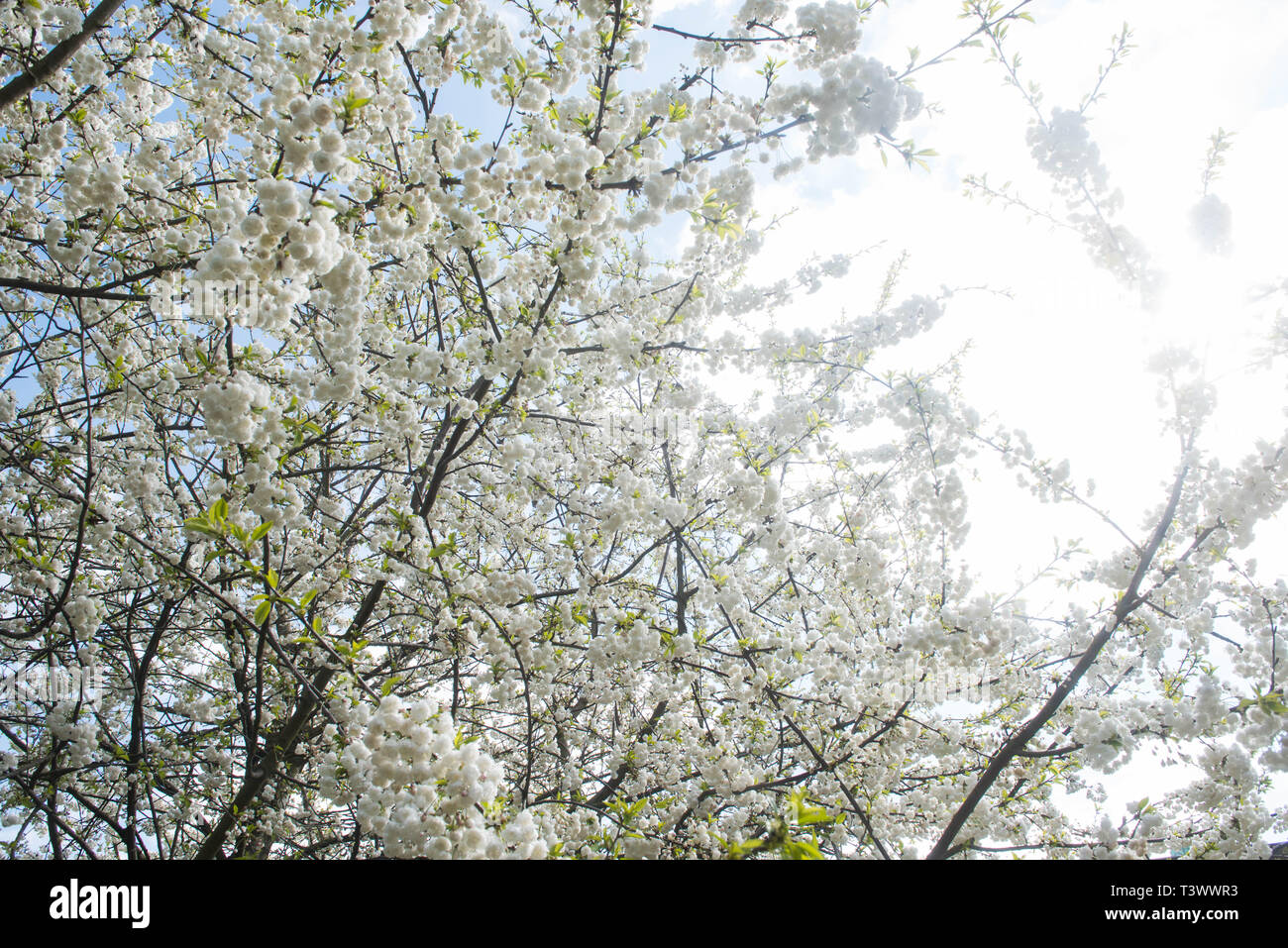 Londres. 11Th apr 2019. Météo Royaume-uni : Fleurs de cerisier en pleine floraison sont vus le 11 avril 2019. Crédit : Michael Tubi/Alamy Live News Banque D'Images