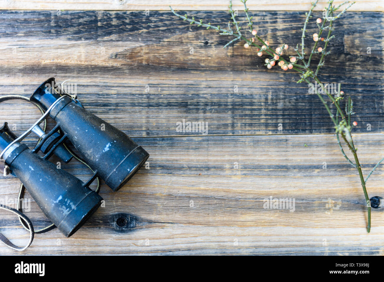 Encore la vie des plantes botaniques vintage avec des jumelles dans un contexte de Weathered Wood dans un thème d'observation des oiseaux. Banque D'Images