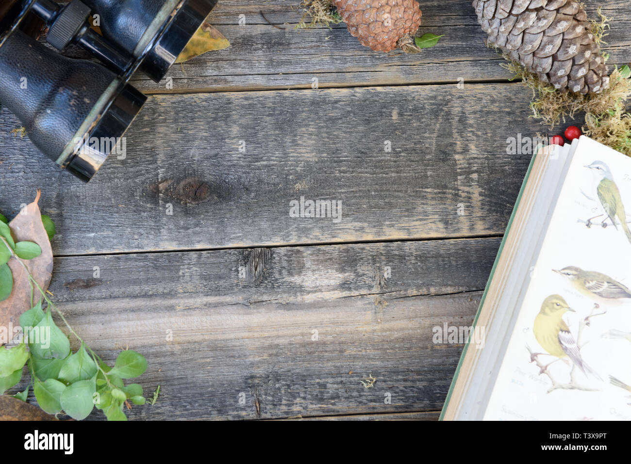 Encore xBotanical la vie des plantes avec des jumelles vintage sur fond de Weathered Wood dans un thème d'observation des oiseaux. Banque D'Images