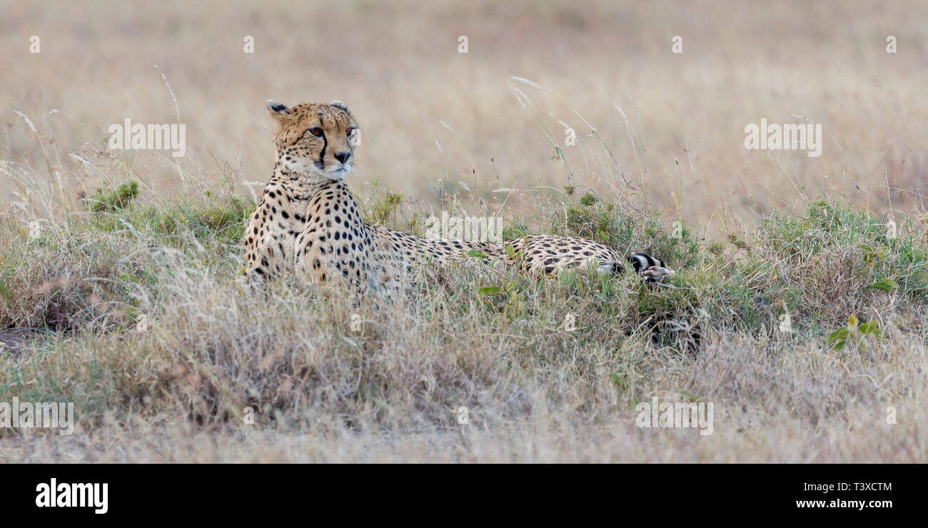 Une femelle adulte cheetah laying in prairie ouverte, regardant autour, large format paysage, Ol Pejeta Conservancy, Laikipia, Kenya, Africa Banque D'Images