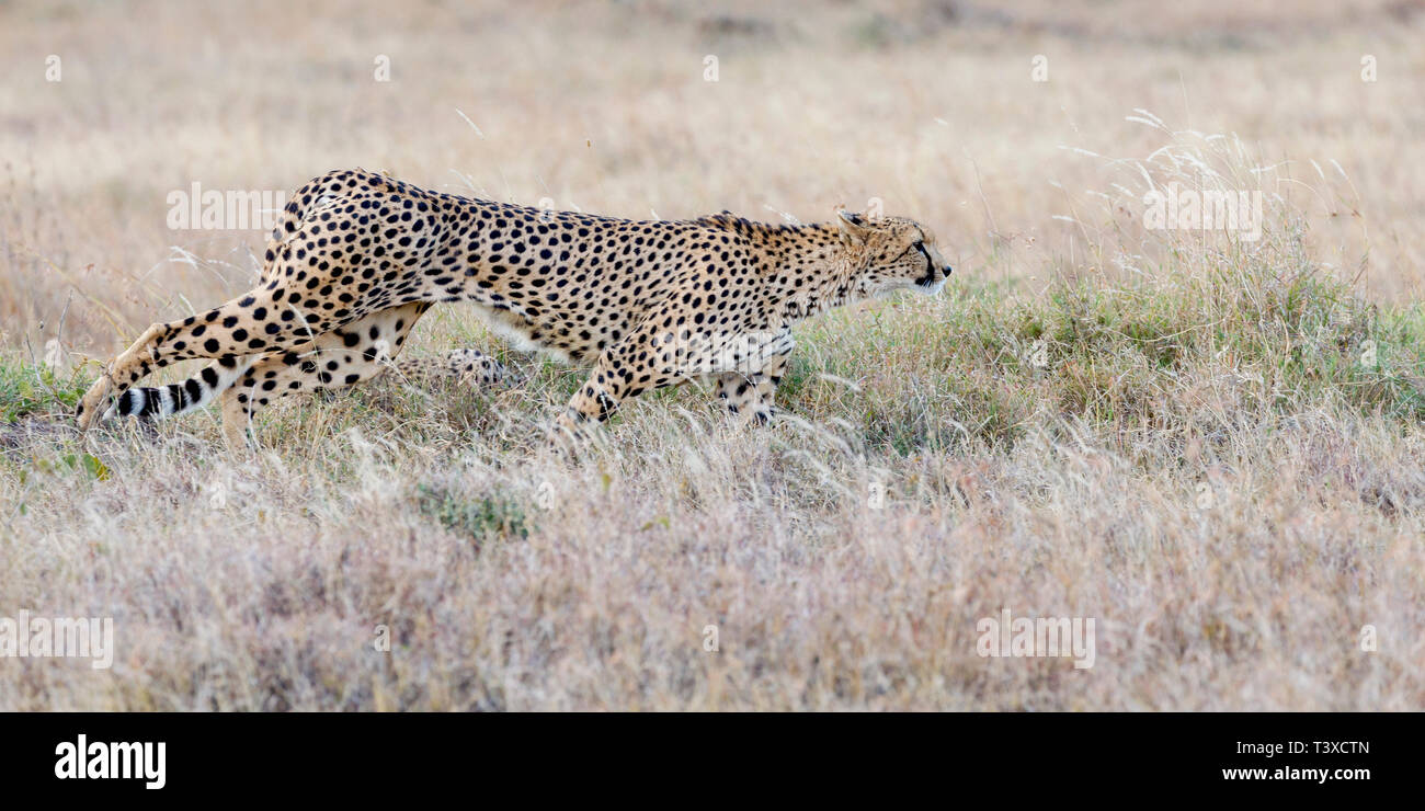 Un guépard femelle adulte dans la prairie ouverte, se déplaçant régulièrement, à partir de chasser, large format paysage, Ol Pejeta Conservancy, Laikipia, Kenya, Africa Banque D'Images
