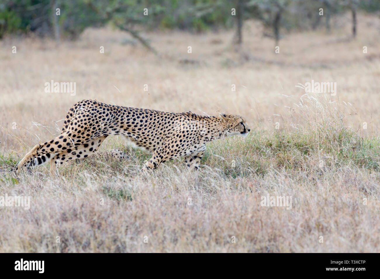 Un guépard femelle adulte dans la prairie ouverte, se déplaçant régulièrement, à partir de chasser, format Paysage, Ol Pejeta Conservancy, Laikipia, Kenya, Africa Banque D'Images