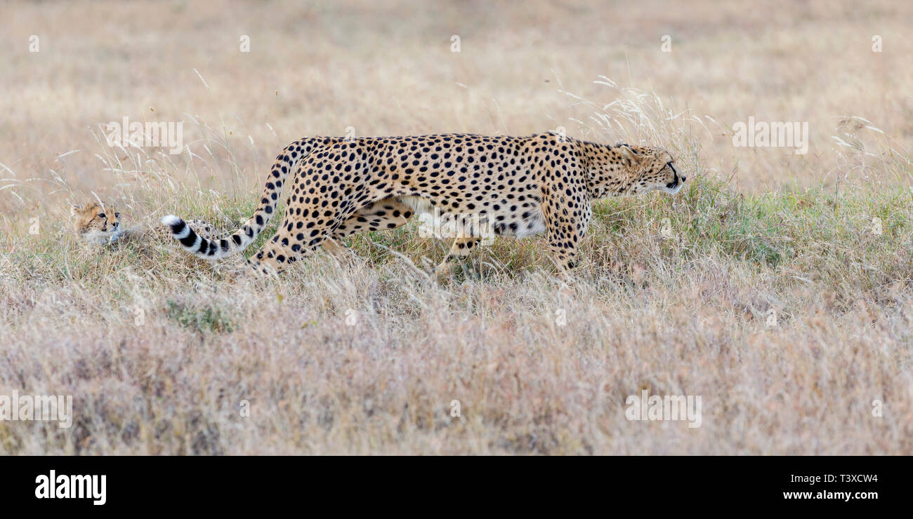 Un guépard femelle adulte dans la prairie ouverte, se déplaçant régulièrement, à partir de chasser, large format paysage, Ol Pejeta Conservancy, Laikipia, Kenya, Africa Banque D'Images