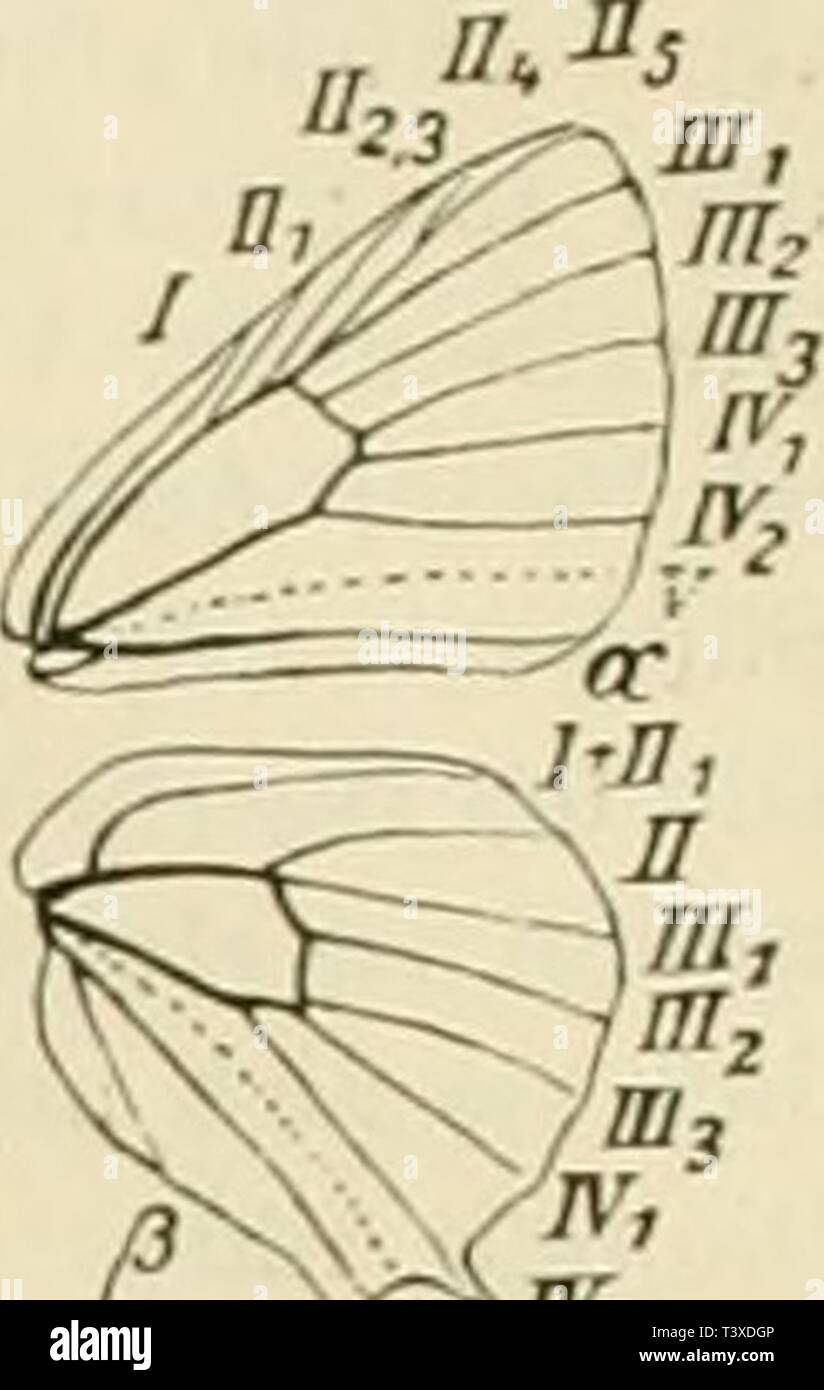 Image d'archive à partir de la page 193 de Die Schmetterlinge Europas (1908). Die Schmetterlinge €pas dieschmetterling01hofm Année : 1908 54 DII'IRNA, Tagfalter. ¶RhopalÃ waliie Tagfalter. CEVI. Fig. .I3.i. Â Dup. K 2Â", pl. VII, fig. 26. - Pr. Taf. 3, Fig. 2H. - BÃ¼Ck. 1)1. XII. Fig. 5. li. rbymniia Xaiiie et : (eines Flusses dans Scythien). Taf. 16, fig. U. Diese beiden dans Gesclileclitern gefÃ¤rbte gleich w Art inl zwar durch die asiatische tengstroemi Ersch. (TengshÃ¶einigemiaBen mi mit den anderen ver- bunden, weicht aber doch im si l'habitus .sehr von ihnen ab. daÃ .sie kaum unter das zu s Tliecla Genre Banque D'Images